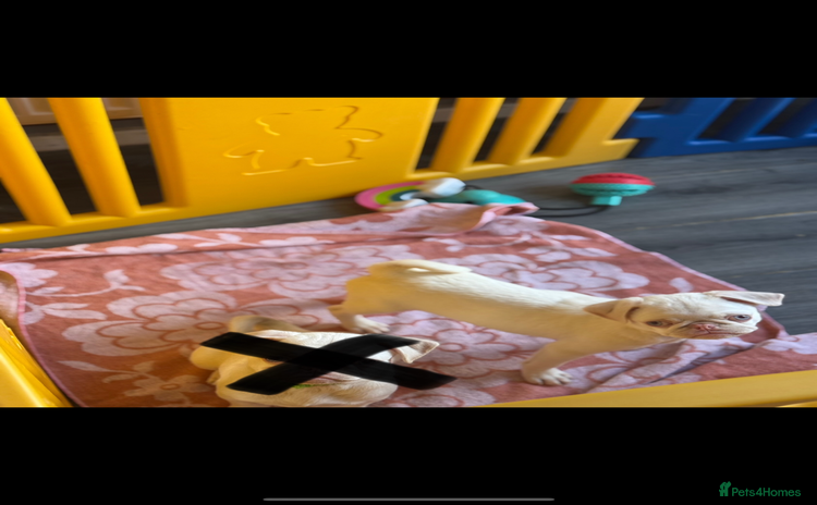 Pug dogs Last boy available!!! Kc reg - Advert 4