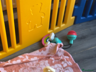 Pug dogs Last boy available!!! Kc reg - Advert 7