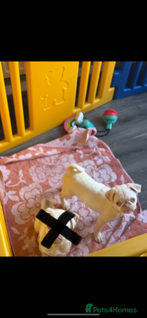 Pug dogs Last boy available!!! Kc reg - Advert 4