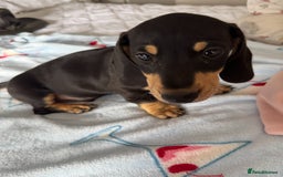 Dachshund dogs for sale: dachshund puppies - Image 2
