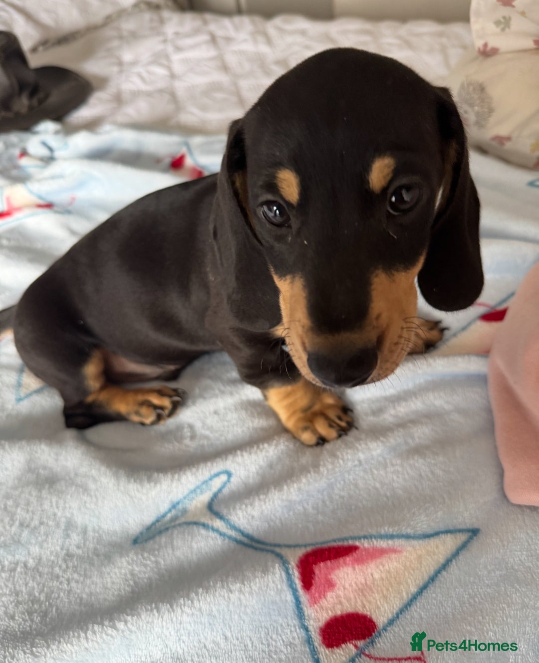 Dachshund dogs for sale: dachshund puppies - Image 2