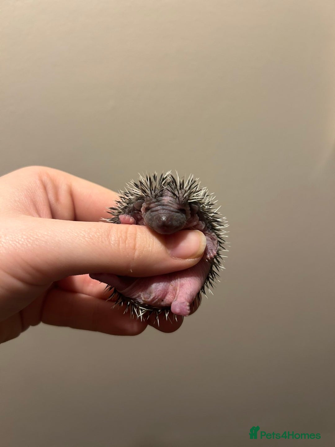 Pygmy Hedgehog rodents for sale: 3x male hoglets  - Image 2