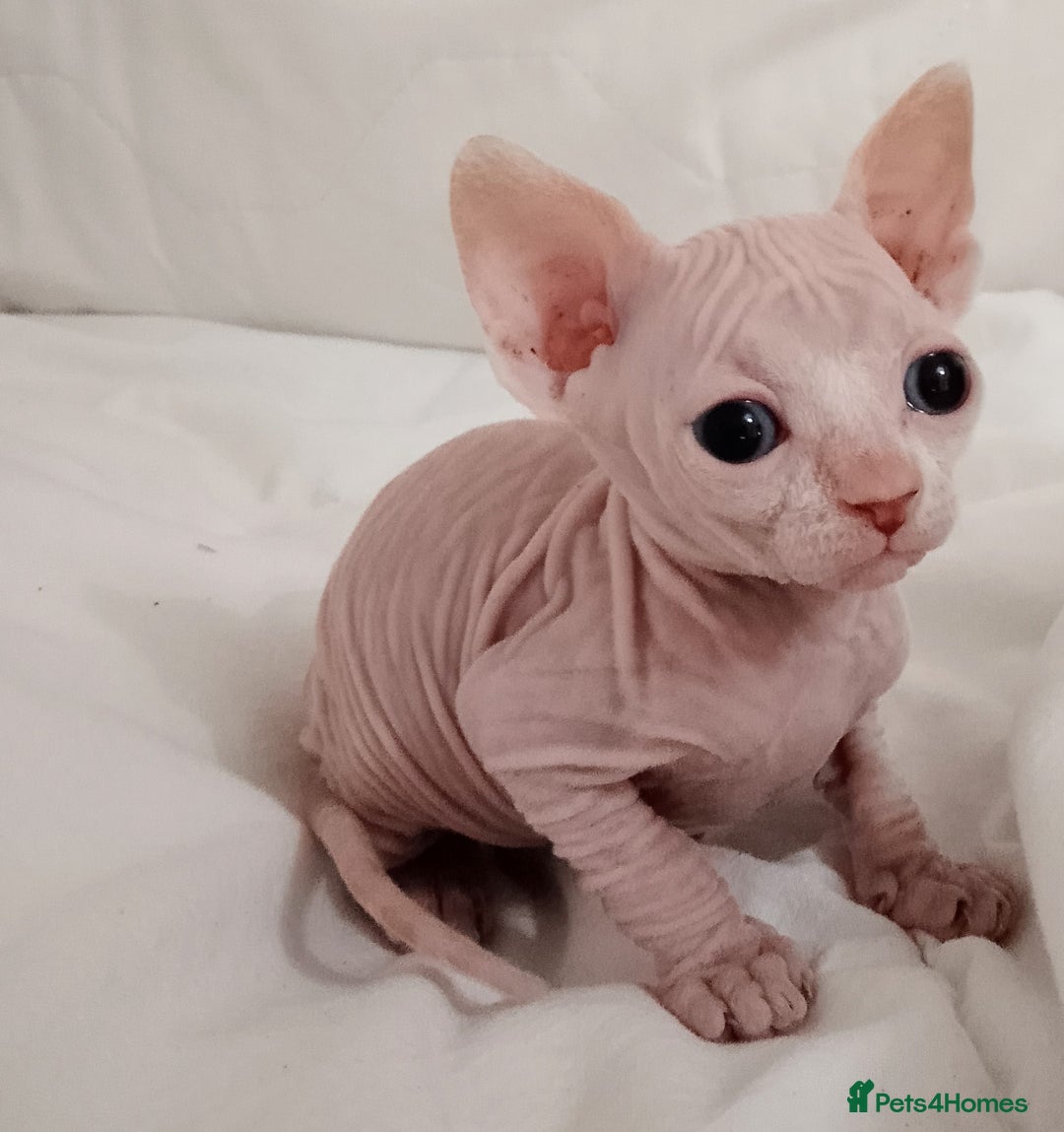 Sphynx cats for sale: Purebred Sphinx available.  - Image 13