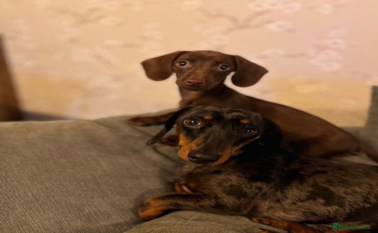 Miniature Dachshund dogs - Advert 8