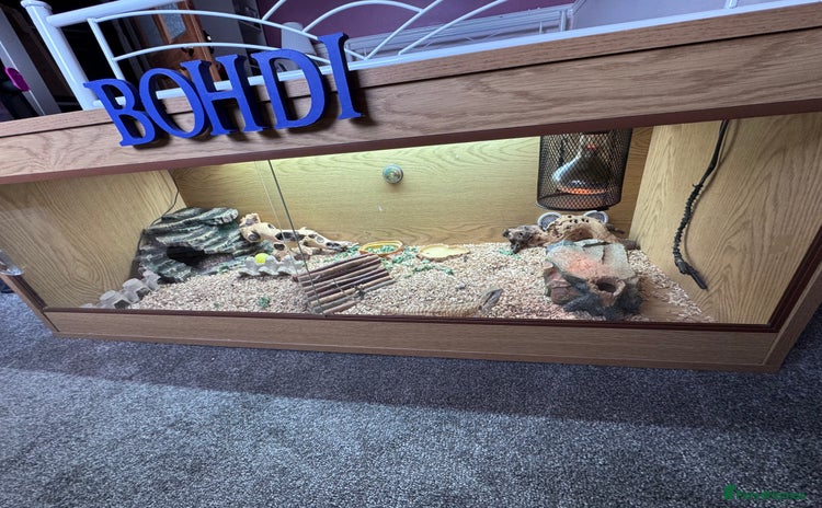 Bearded Dragon reptiles - Advert 1