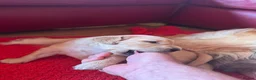 Golden Retriever dogs for sale: LARGE SIZE PURE GOLDEN RETRIEVER PUPPIES!!! - Advert 7