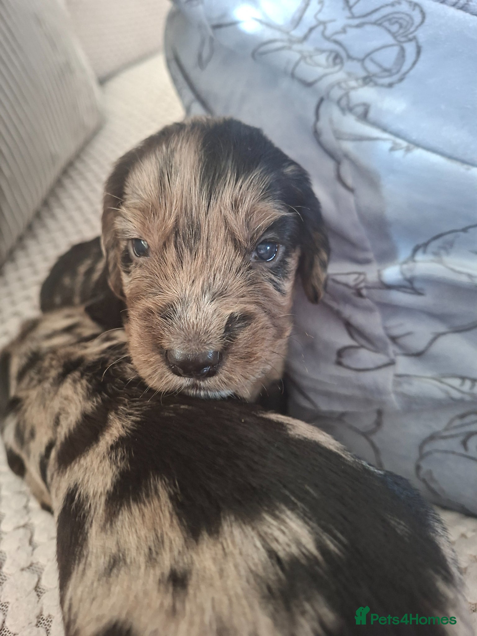 Cocker Spaniel dogs Cocker spaniel pups - Advert 9