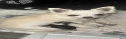 Chihuahua dogs for sale: Chihuahua puppy  - Advert 4