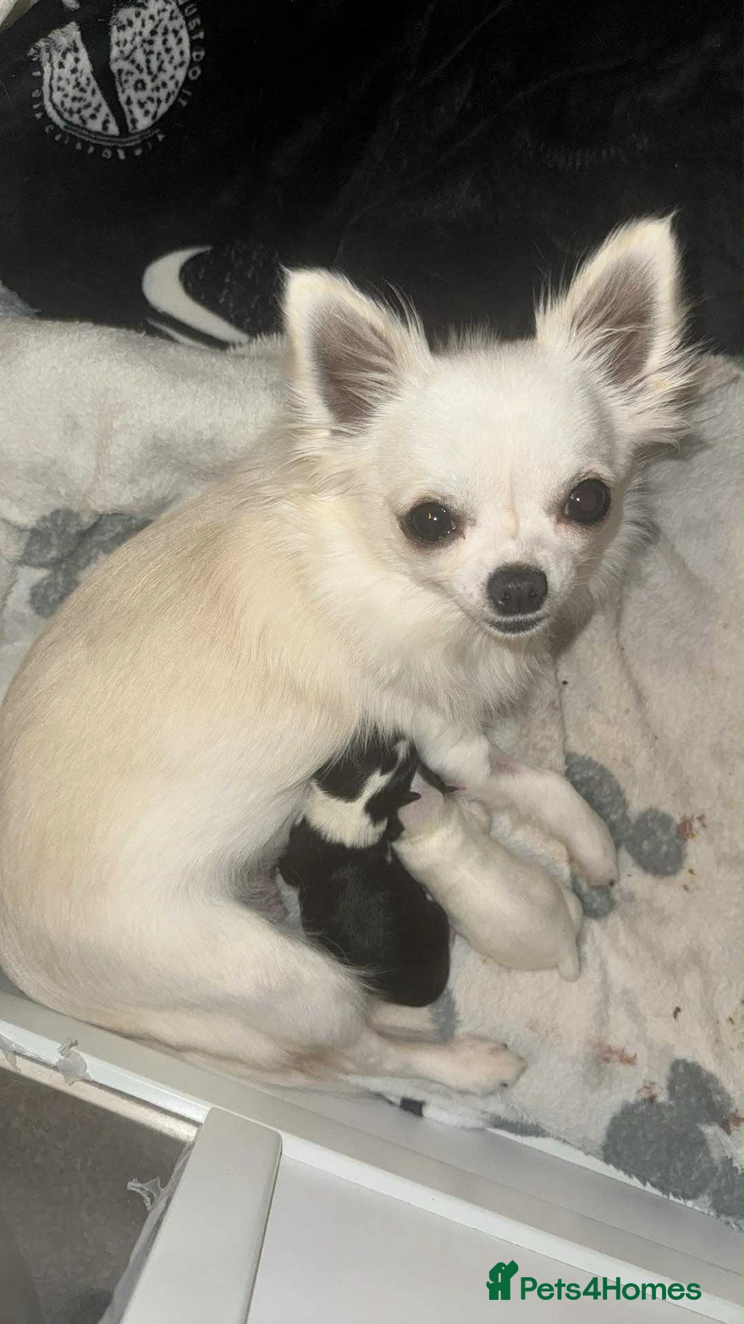 Chihuahua dogs for sale: Chihuahua puppy  - Advert 4