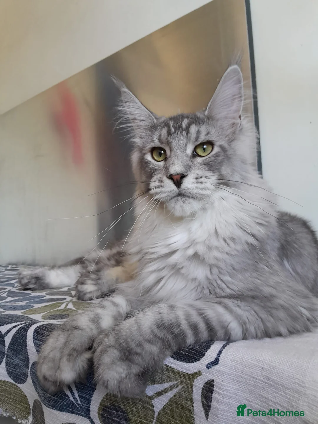 Maine Coon cats for sale: black smoke/silver polydactyl boy&girlTICAmaineco  - Advert 2