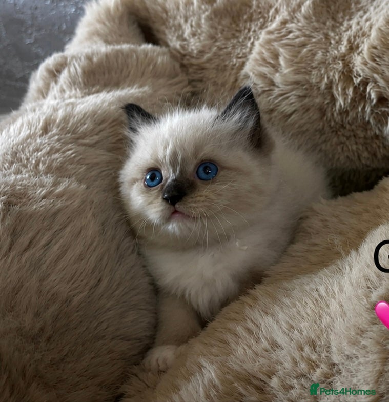 Ragdoll cats Gorgeous full ragdoll kittens 2 left ! - Advert 11