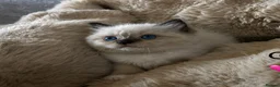 Ragdoll cats for sale: READY Sunday cute full ragdoll kittens 2 left - Advert 4