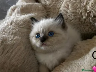 Ragdoll cats Gorgeous full ragdoll kittens 2 left ! - Advert 11