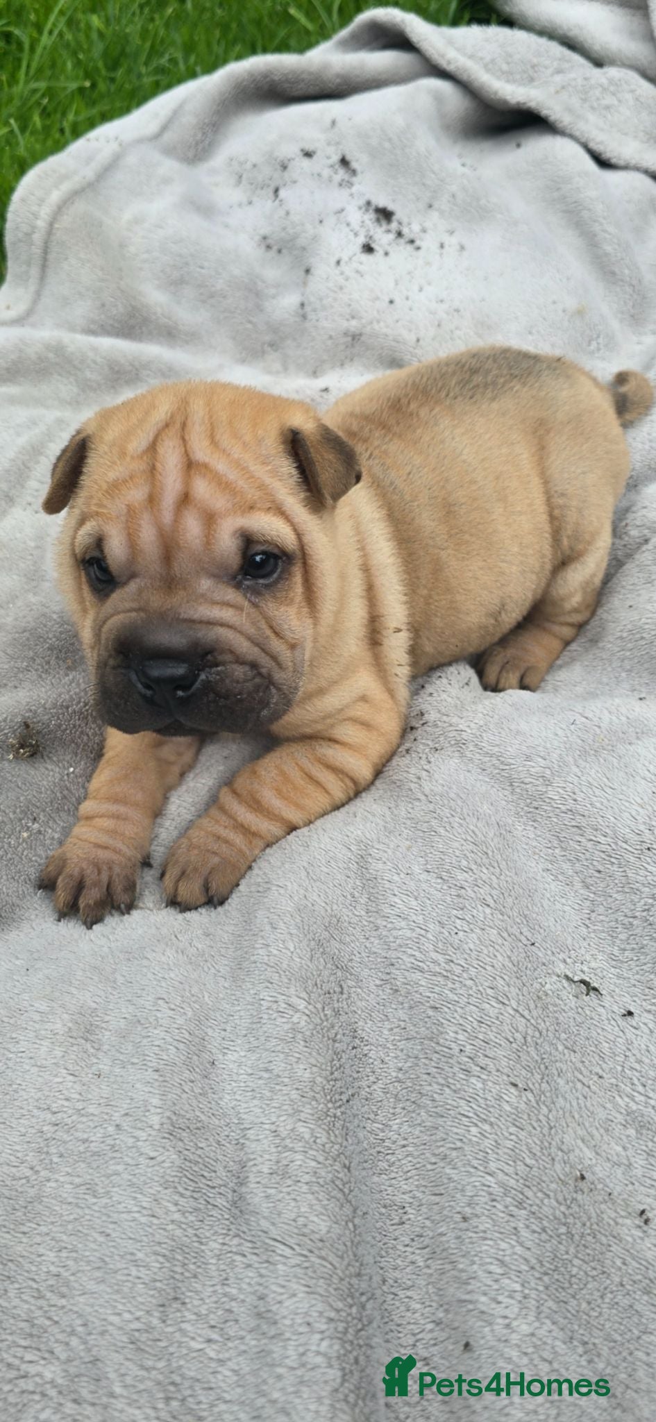 Shar Pei dogs 4 Shar pei puppies available - Advert 5