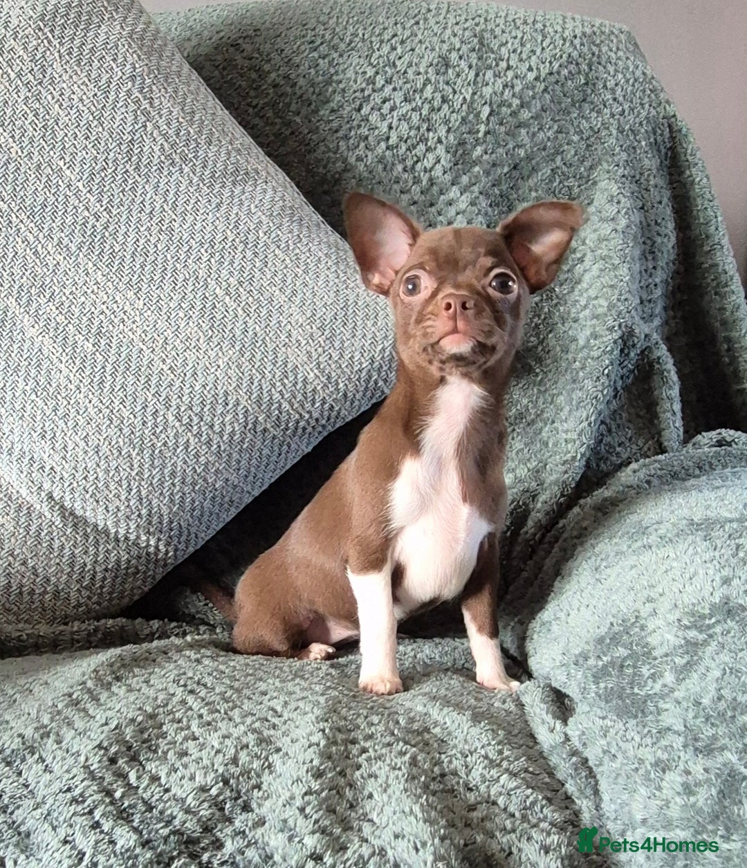 Chihuahua dogs for sale: ❤️Amazing KC Chihuahua Puppies - Image 2