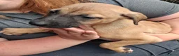Lurcher dogs for sale: Beautiful well bred lurcher puppies - Advert 4