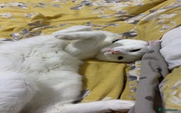Turkish Angora cats for sale: Wynter needs a new home - Image 4