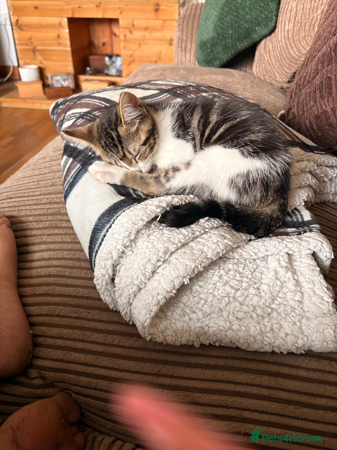 Mixed Breed cats for sale: Beautiful mixed breed kittens  - Image 9