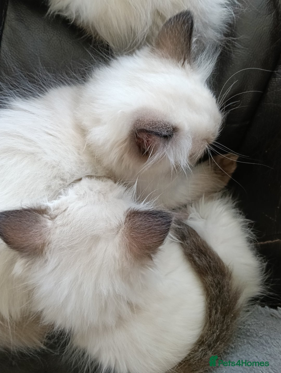 Ragdoll cats for sale: GCCF registered seal and chocolate ragdoll kittens - Image 13