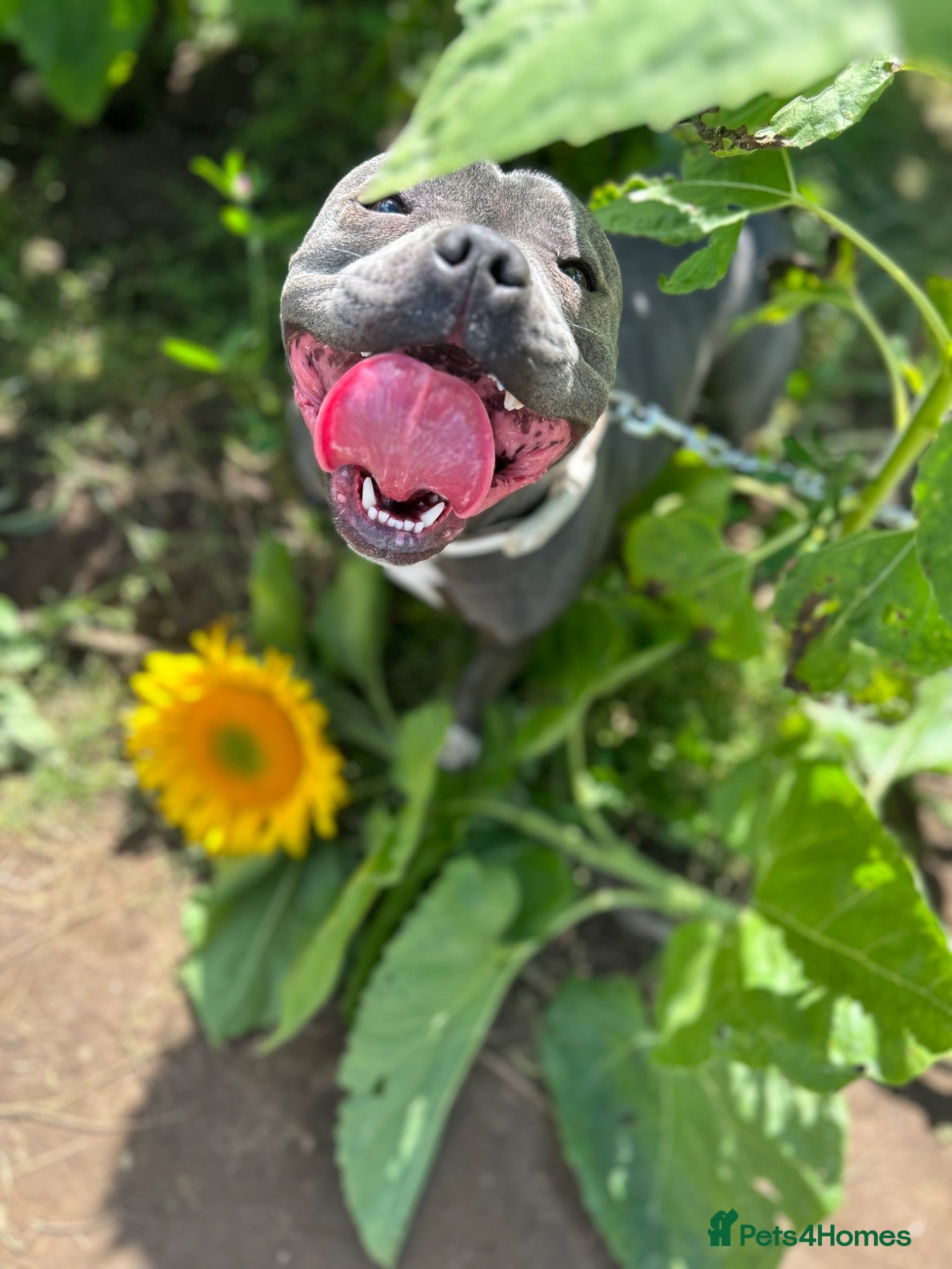 Staffordshire Bull Terrier dogs Make and female Blue staffy pups. Traditional - Advert 6