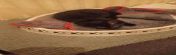 Mixed Breed cats for sale: 2boys & 2girls  - Advert 13