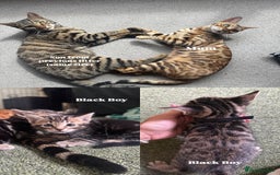 Bengal cats for sale: X Bengal Kittens x5 available   - Image 6