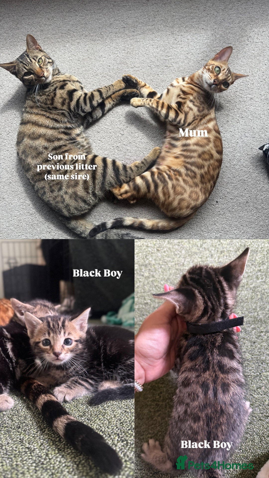 Bengal cats for sale: X Bengal Kittens x5 available   - Image 6