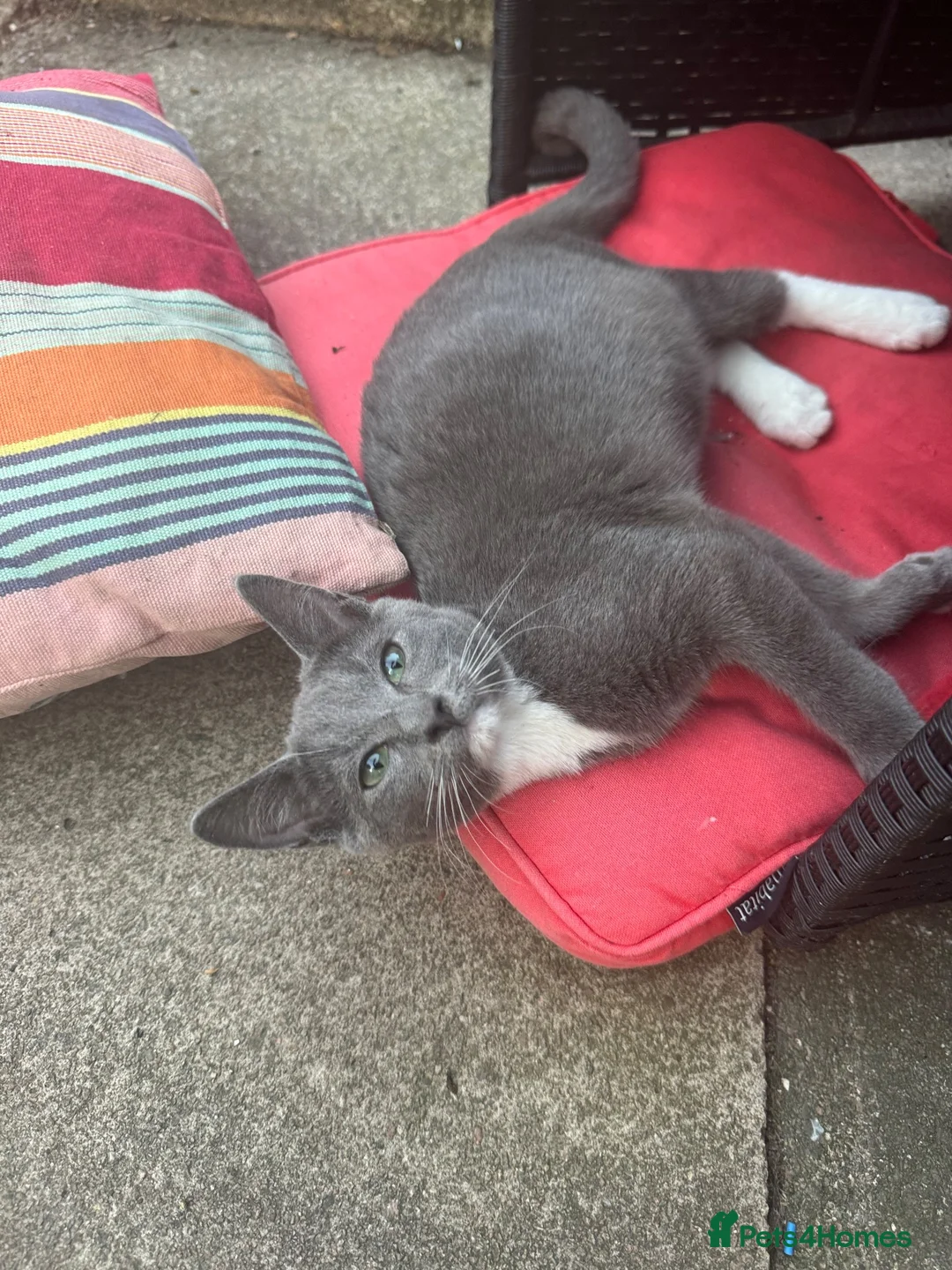 Mixed Breed cats for sale: Russian blue/ragdoll cross - Advert 1