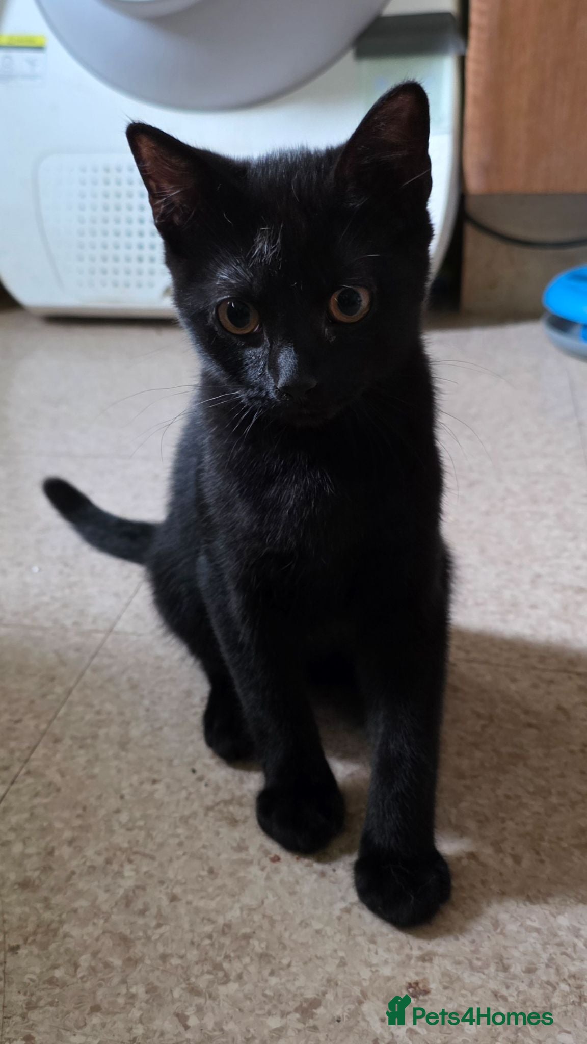 British Shorthair cats British Shorthair mix with Bombay cat - Advert 2