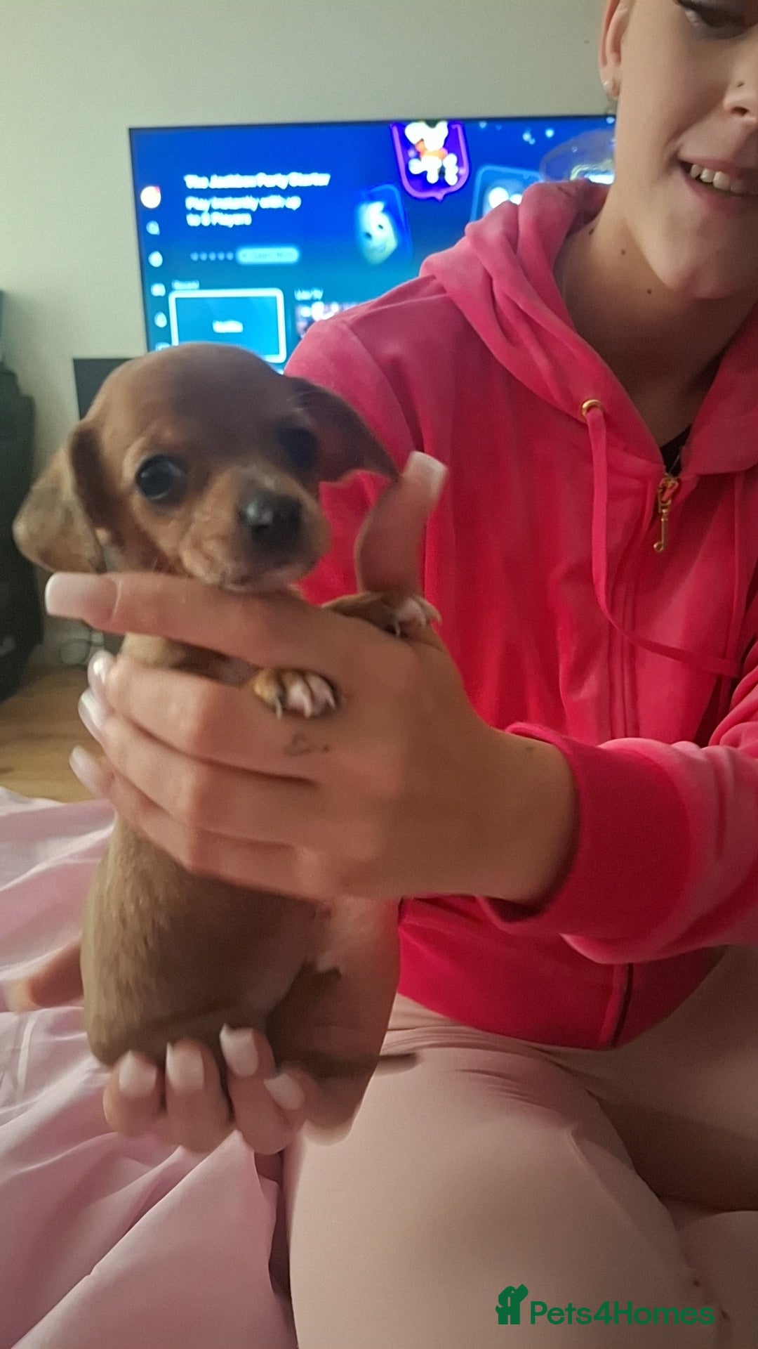 Chiweenie dogs for sale: One beautiful girl left  - Image 1