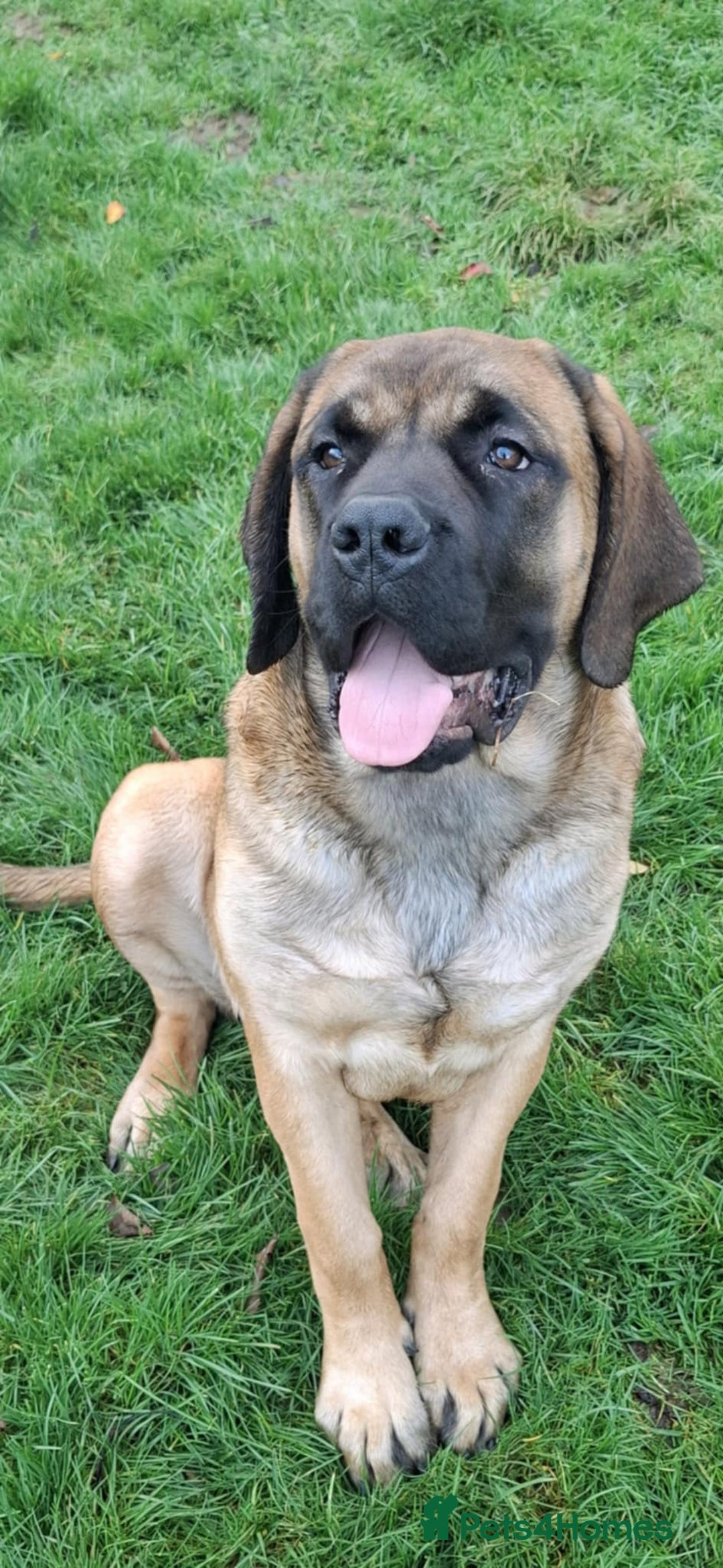 Mastiff dogs for sale: KC registered English Mastiff girls  - Advert 6