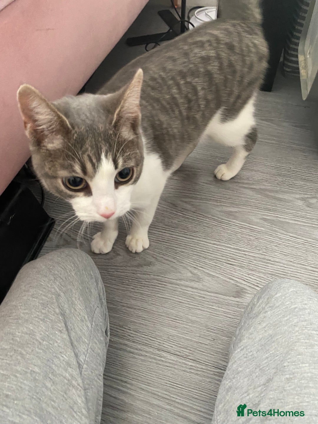 British Shorthair cats for sale: Beautiful grey & white tabby kitten female - Image 2
