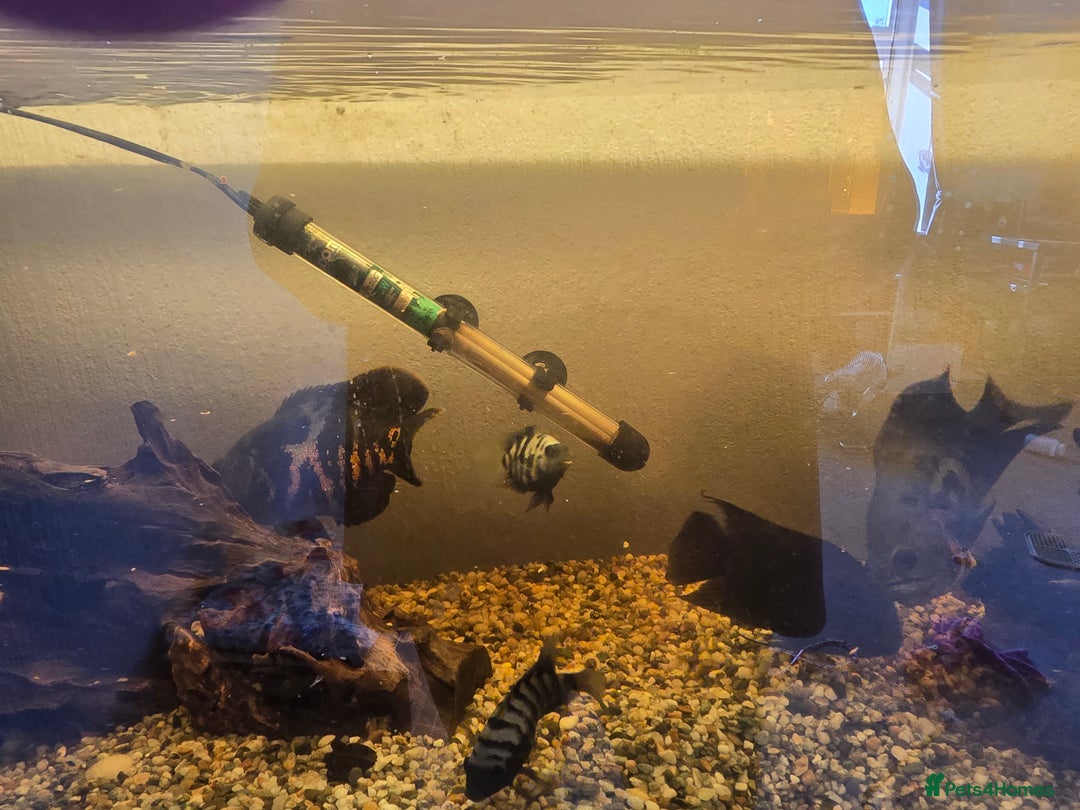 Other/Mixed Breed fish for sale: Fishtank with unit - Image 3