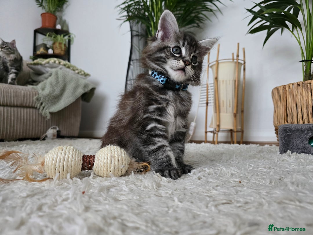 Maine Coon cats for sale: Adorable Maine Coon Boy looking for a Loving Home  - Advert 18