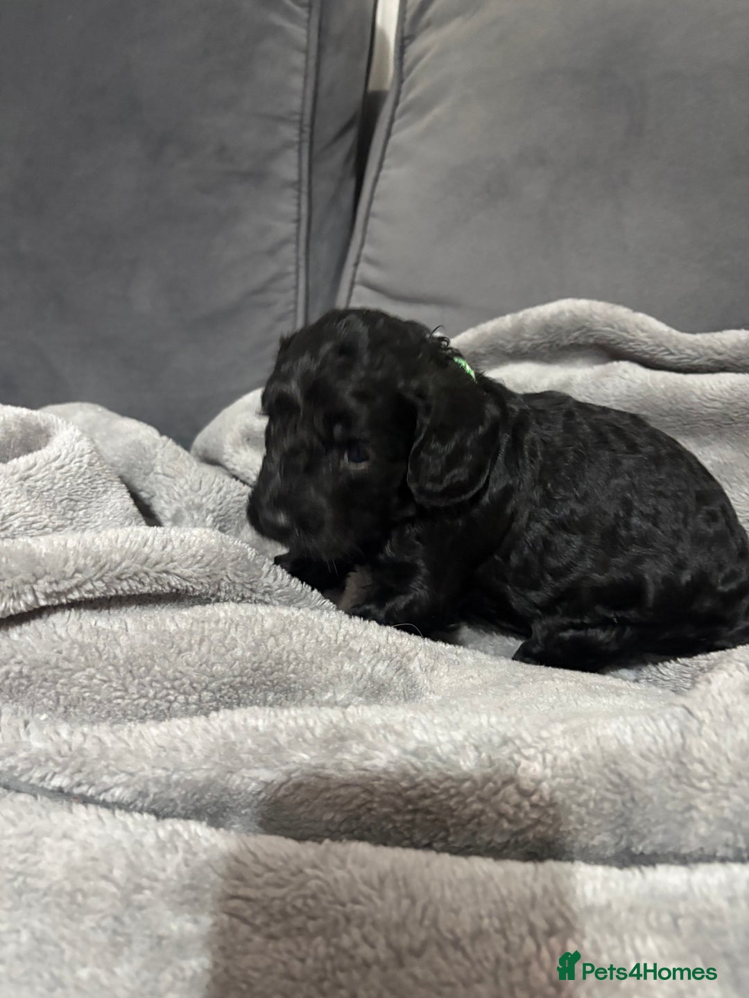 Cockapoo dogs for sale: Cockerpoo - Advert 10