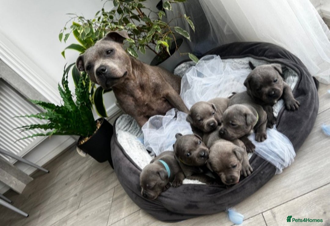 Staffordshire Bull Terrier dogs for sale: Staffordshire bull terrier  - Image 6