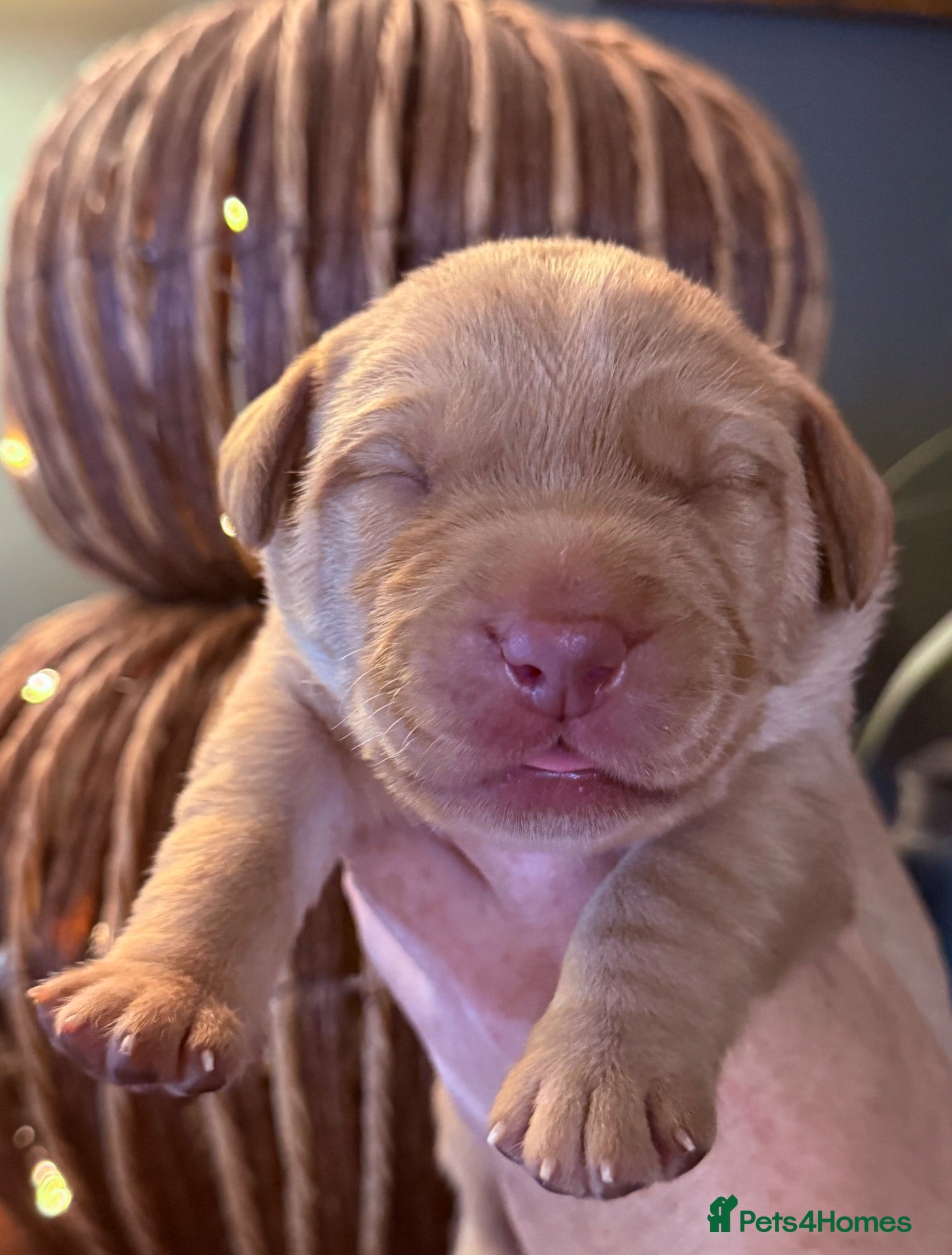 Labrador Retriever dogs Choc & Yellow Labs 202 DNA KC - Advert 1