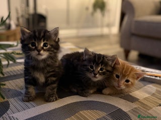 Mixed Breed cats Bengal mix - Advert 1