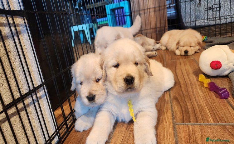 Golden Retriever dogs - Advert 9