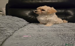 Maltipoo dogs for sale: MALTIPOO PUPPIES FOR SALE - Image 26