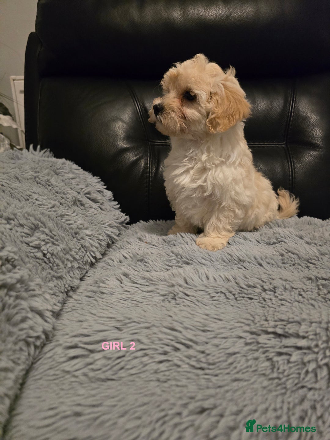 Maltipoo dogs for sale: MALTIPOO PUPPIES FOR SALE - Image 26