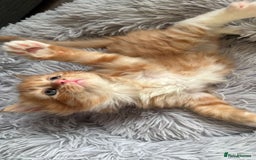 Mixed Breed cats for sale: Ginger,Tortoiseshell, Tuxedo Kittens Sale London  - Advert 20