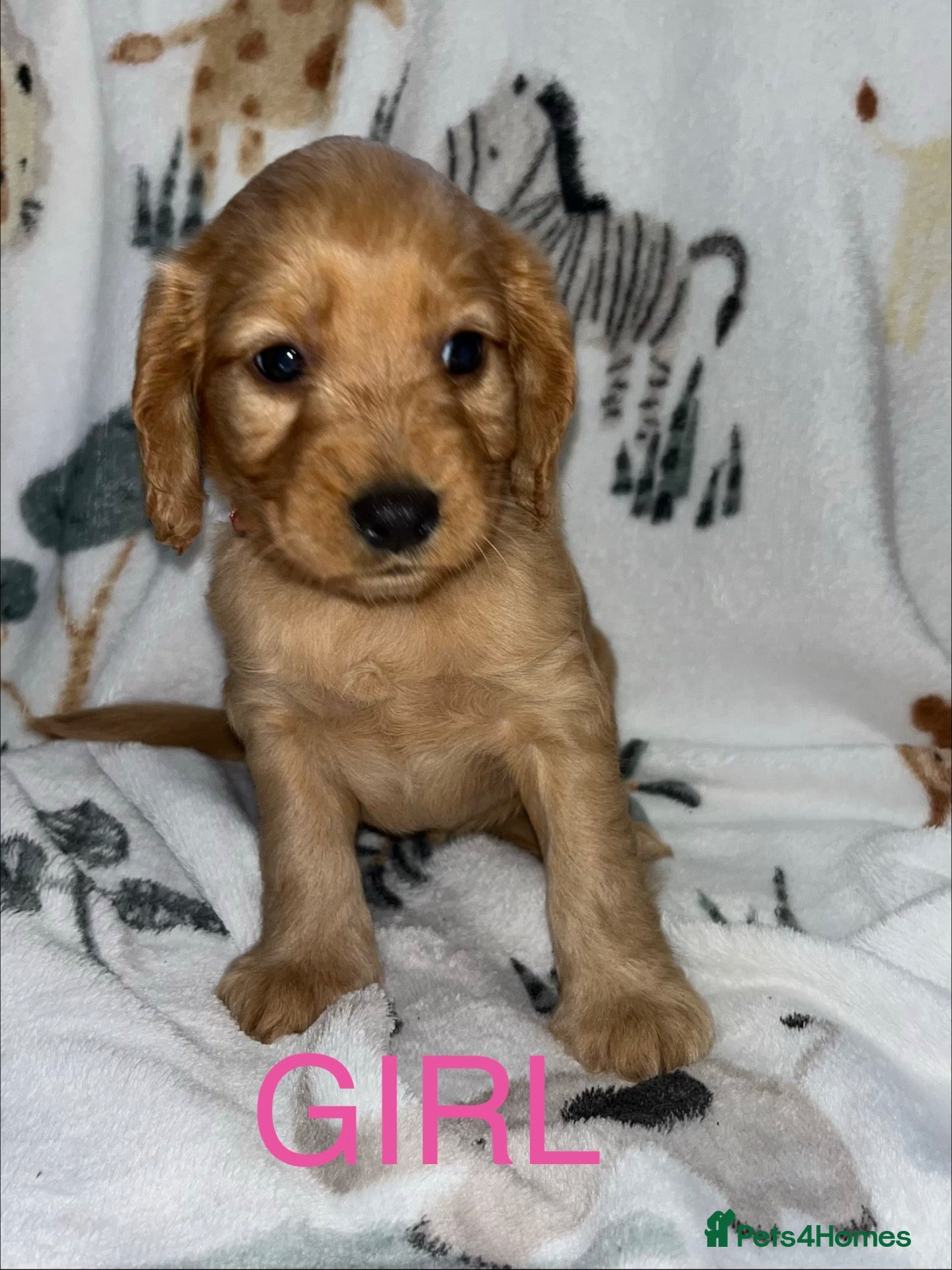 Cockapoo dogs Cockapoos  - Advert 16