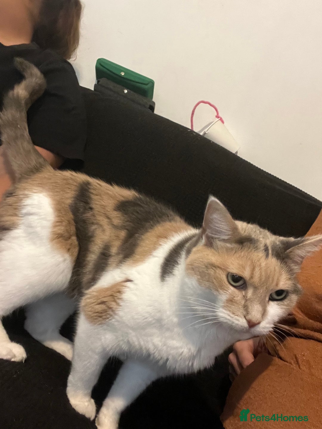 Domestic Shorthair cats for sale: Smokey and Ash.  - Image 3