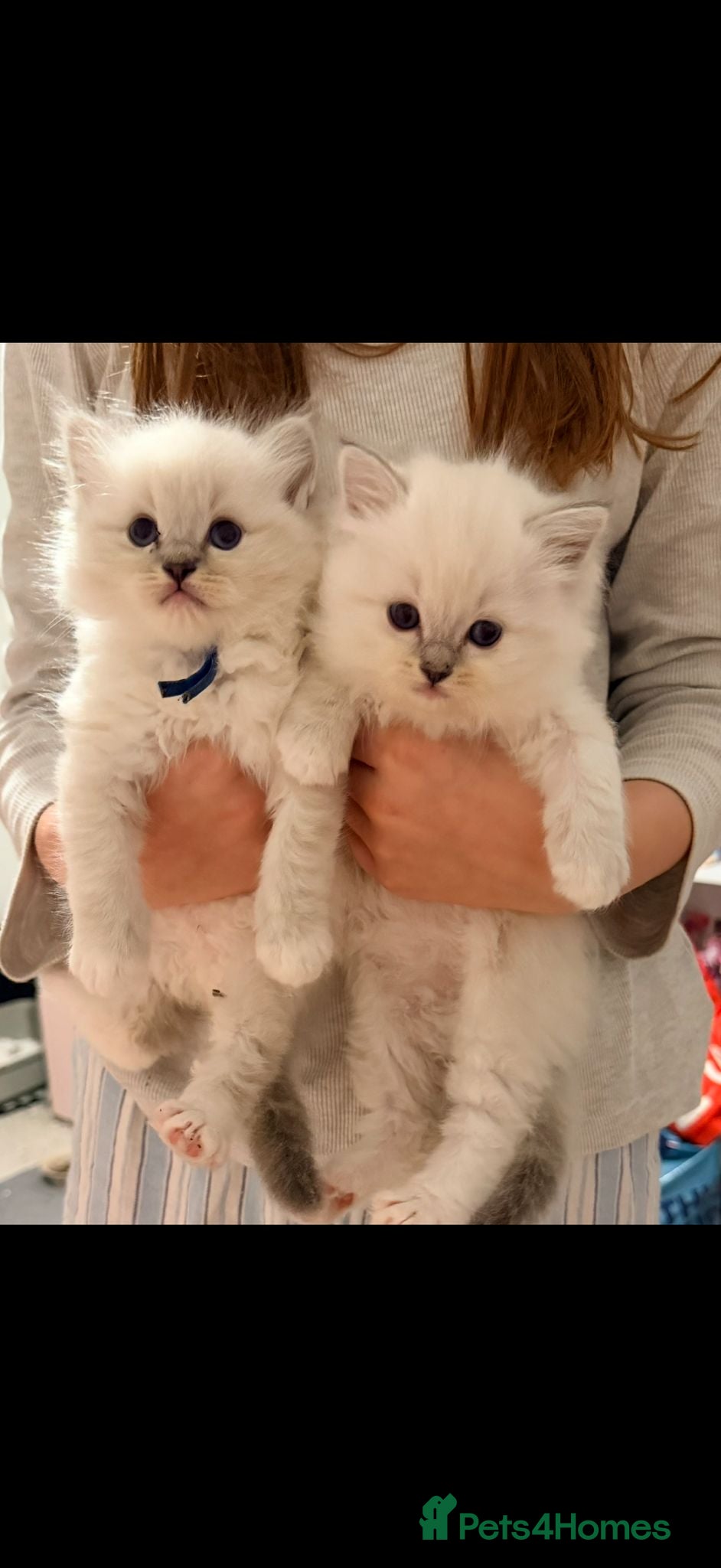 Ragdoll cats Blue boy tica reg ragdoll kittens  - Advert 3