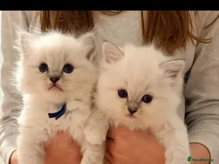 Ragdoll cats Blue boy tica reg ragdoll kittens - Advert 3