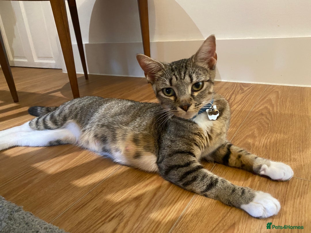 Mixed Breed cats for sale: Adorable mixed breed kittens in Kent! - Image 21