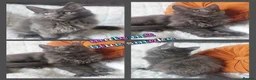 Maine Coon cats for sale: 🌟 Ready now 🌟 Russian Bloodline Maine Coons  - Advert 2