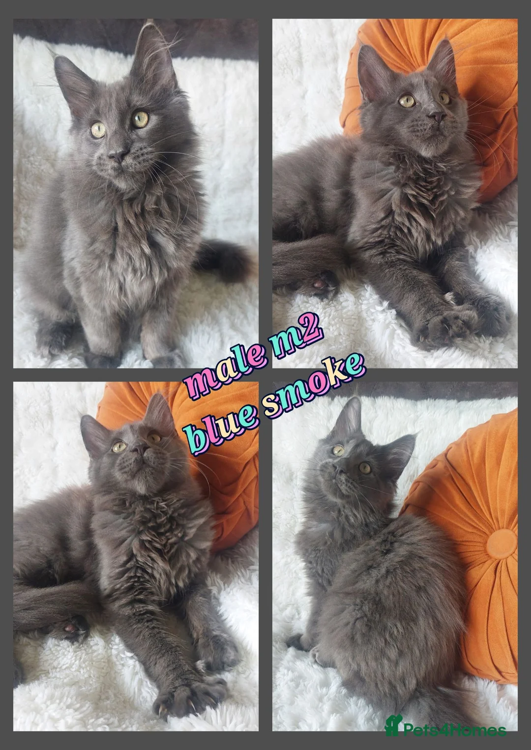 Maine Coon cats for sale: 🌟 Ready now 🌟 Russian Bloodline Maine Coons  - Advert 2