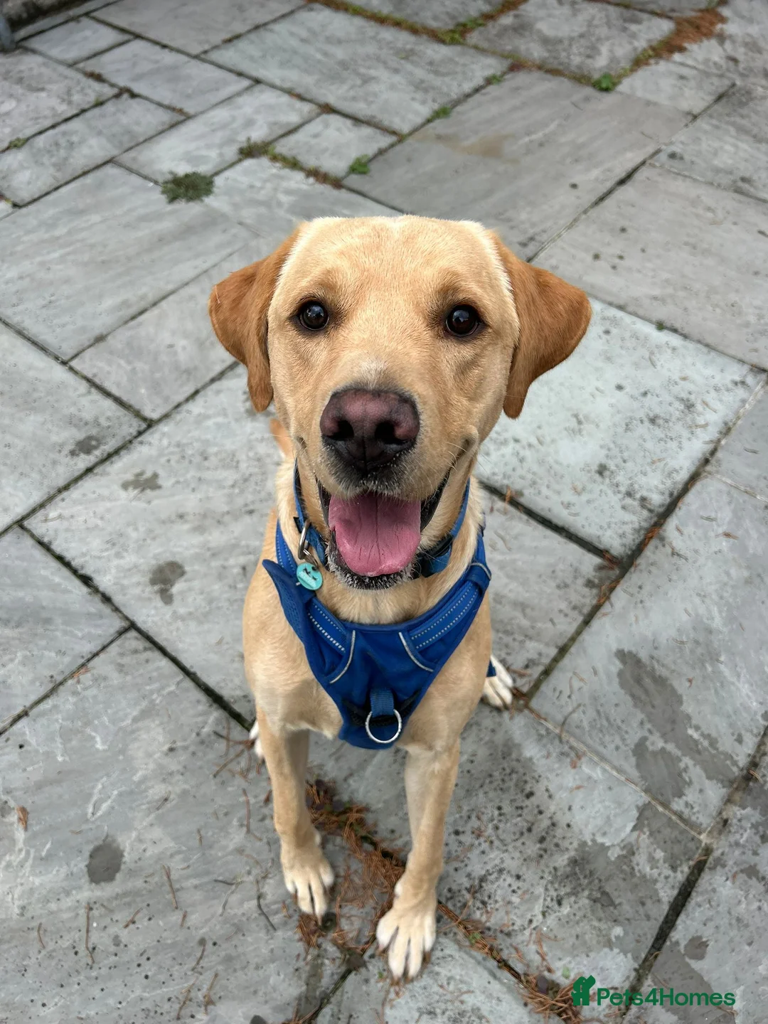 Labrador Retriever dogs for stud: Gorgeous KC Purebred Yellow Labrador For Stud - Advert 3